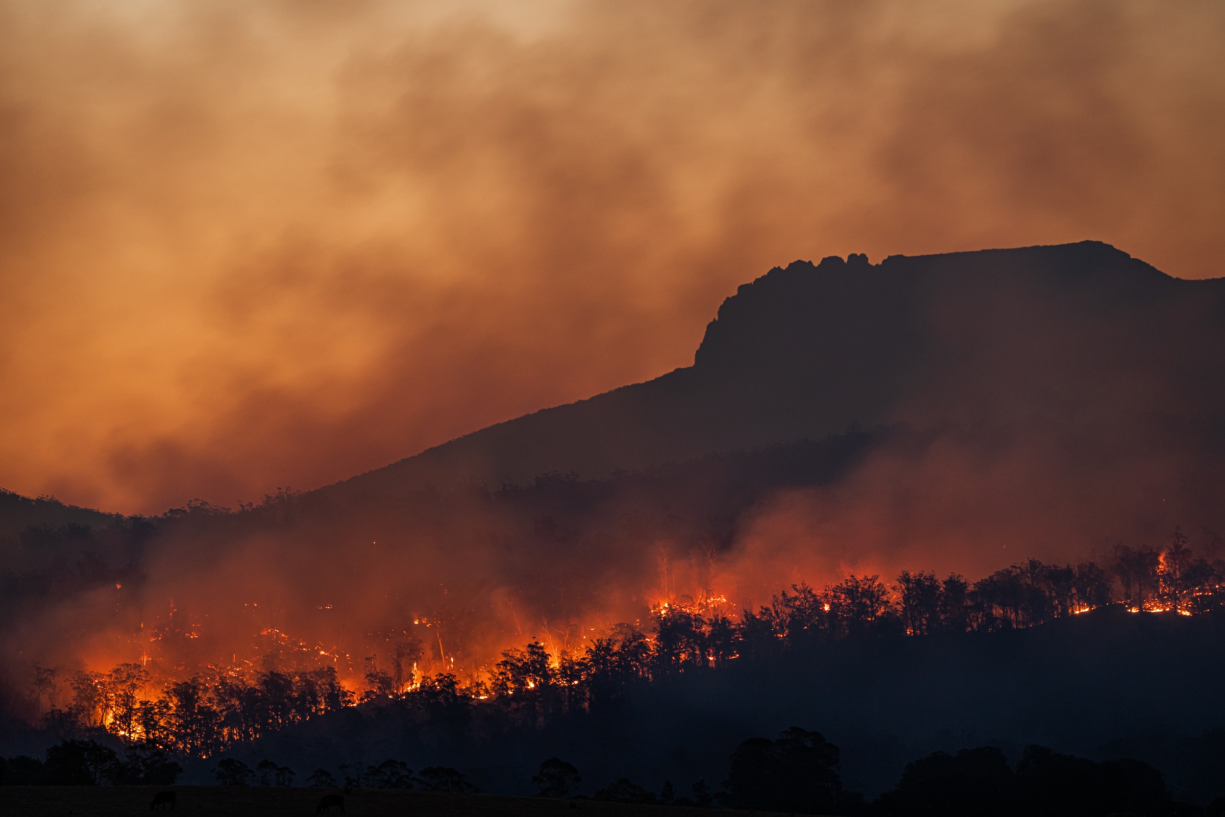 Hillside with burnt trees and fire